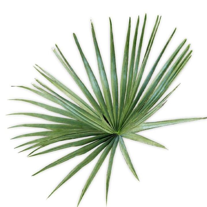 Saw palmetto - kompozīcija UltraMax Testo Enhancer